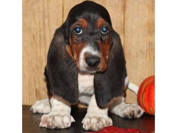 Basset Hound DOG Female Black White / Tan 6670 Petland Rome, Georgia