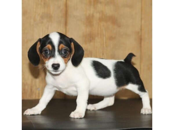 Chiweenie DOG Female Black / Tan 6669 Petland Rome, Georgia