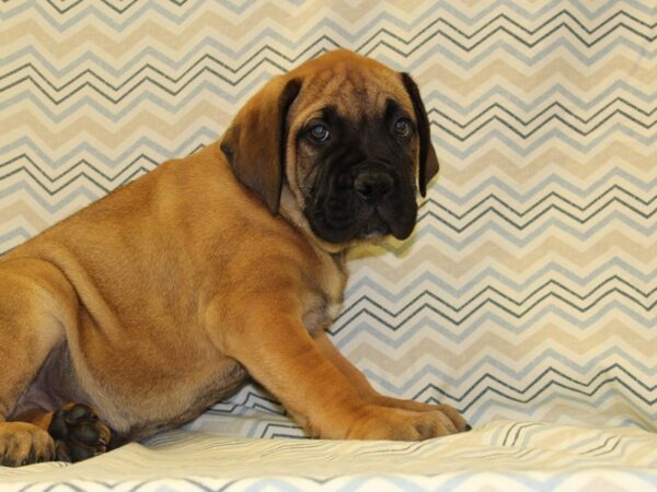 Bullmastiff DOG Male Fawn 16343 Petland Rome, Georgia