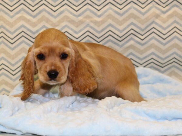 Cocker Spaniel DOG Male Golden 16345 Petland Rome, Georgia