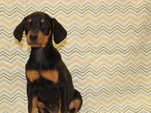 Doberman Pinscher-DOG-Female-Blk & Tan-6689-Petland Rome, Georgia