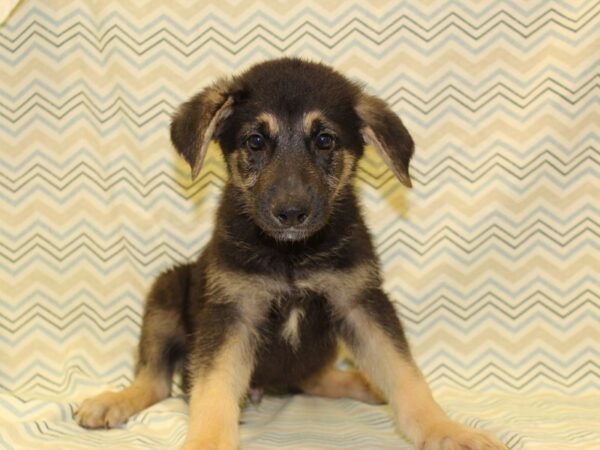 German Shepherd DOG Male Black and Tan 16348 Petland Rome, Georgia