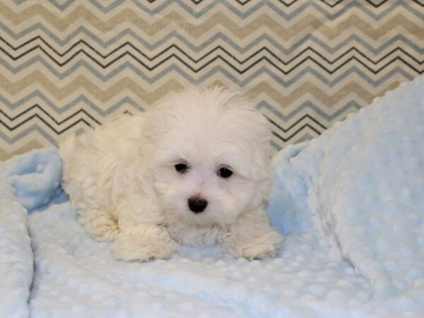 Maltese DOG Male white 16355 Petland Rome, Georgia