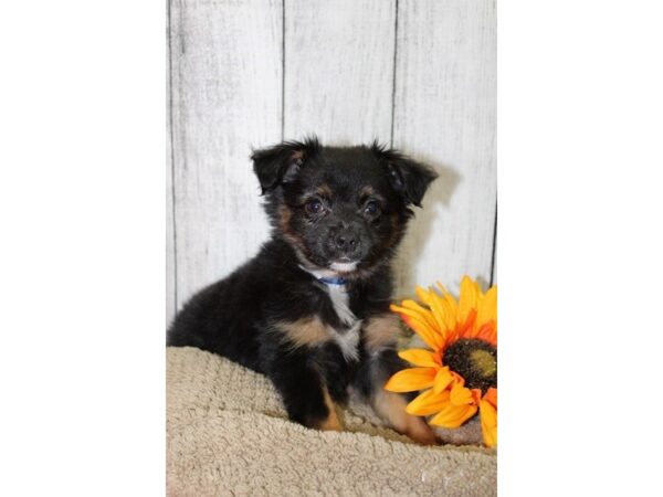 Australian Shepherd DOG Male Black / White 6656 Petland Rome, Georgia