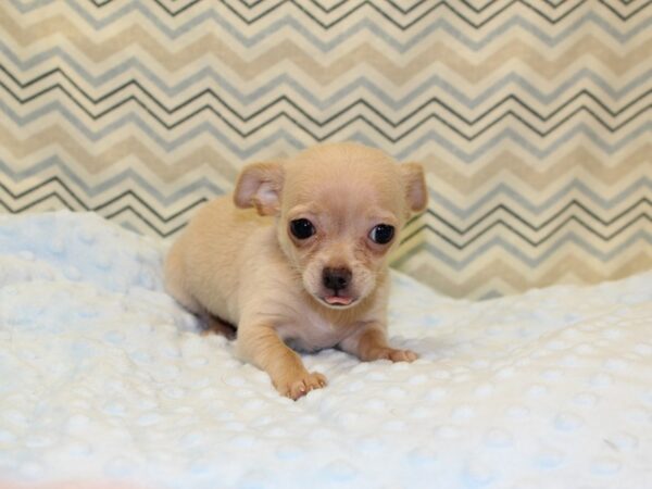 Chihuahua DOG Male cream sc 6686 Petland Rome, Georgia