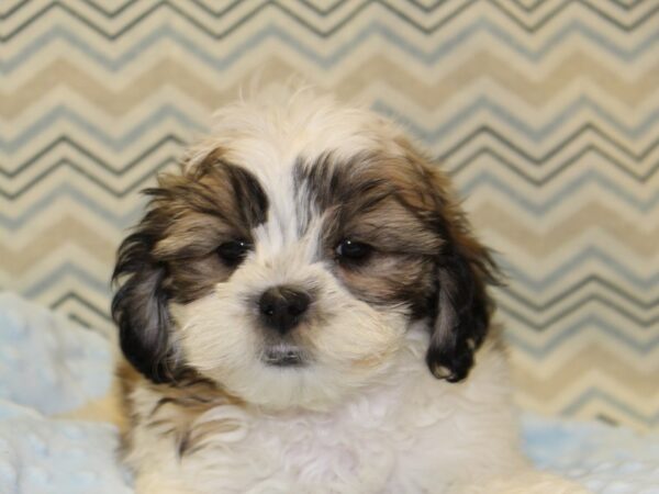 Shih Poo DOG Male White / Gold 16371 Petland Rome, Georgia