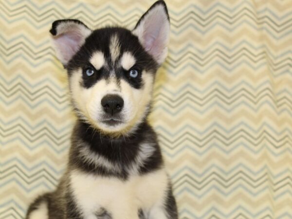 Siberian Husky DOG Male Black / White 16369 Petland Rome, Georgia