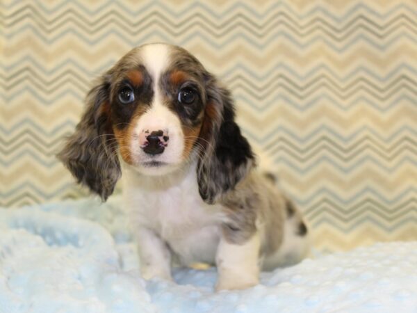 Dachshund DOG Male Black/Tan Dapple 16365 Petland Rome, Georgia