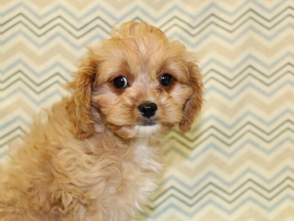 Cavapoo DOG Male Ruby 16361 Petland Rome, Georgia