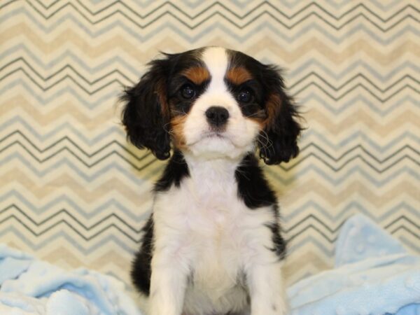 Cavalier King Charles Spaniel DOG Female Black White / Tan 16396 Petland Rome, Georgia