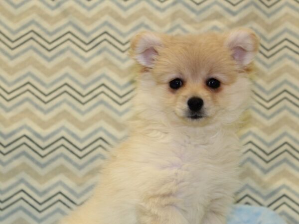 Pomeranian DOG Female Cream 16386 Petland Rome, Georgia