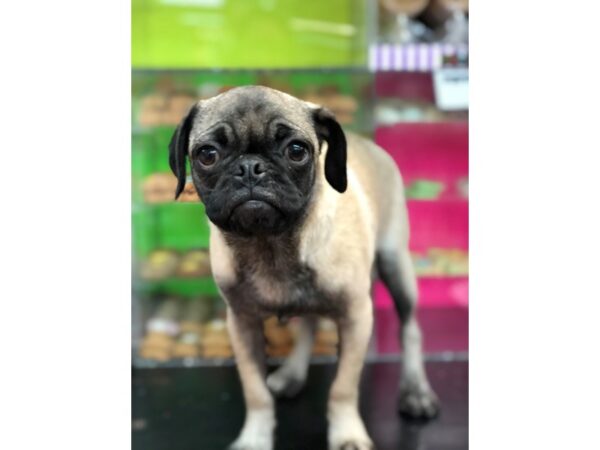 Pug DOG Female Fawn 6694 Petland Rome, Georgia