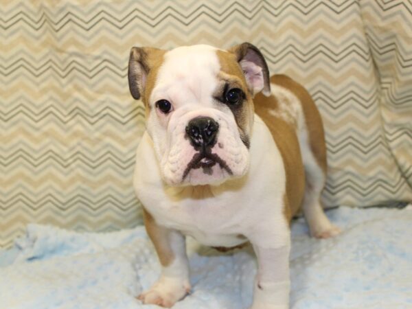 English Bulldog DOG Male Red and White 6698 Petland Rome, Georgia