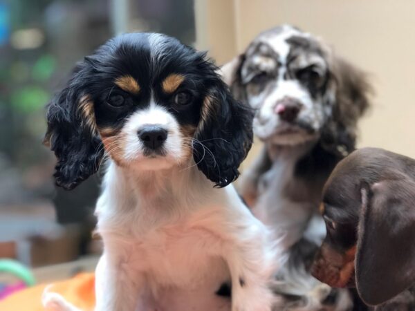 Cavalier King Charles Spaniel DOG Male Black and White 6699 Petland Rome, Georgia