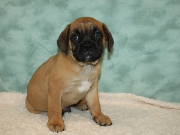 Bull Puggle Dog Male Fawn 20550 Petland Rome, Georgia