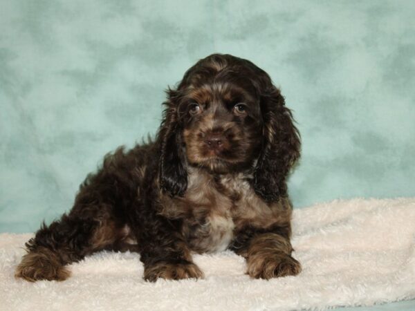 Cocker Spaniel DOG Male Chocolate/Tan 20453 Petland Rome, Georgia