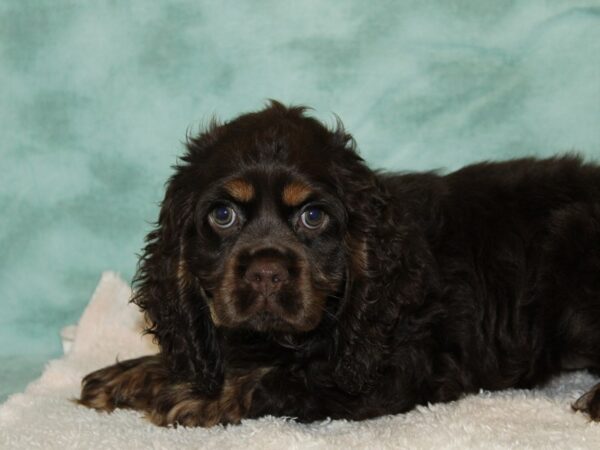 Cocker Spaniel Dog Female Chocolate/Tan 9518 Petland Rome, Georgia