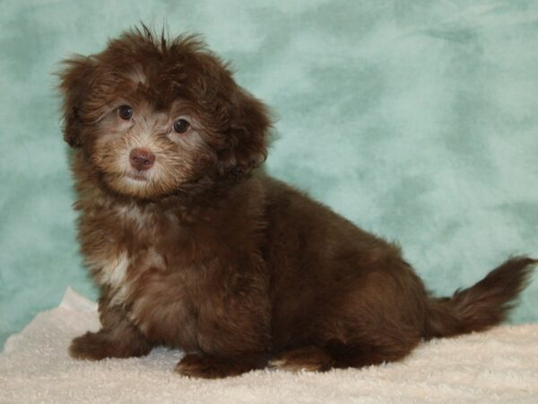 ShizaPoo-DOG-Male-Chocolate-9481-Petland Rome, Georgia