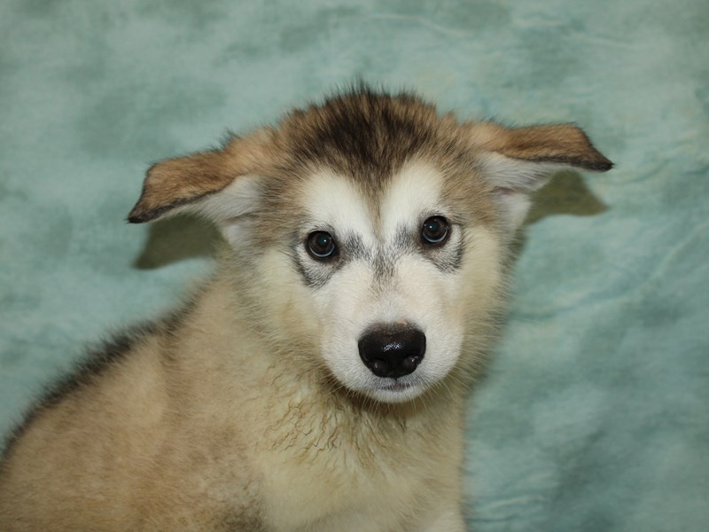 Alaskan Malamute-Male-Gray / White-3769050-Petland Rome