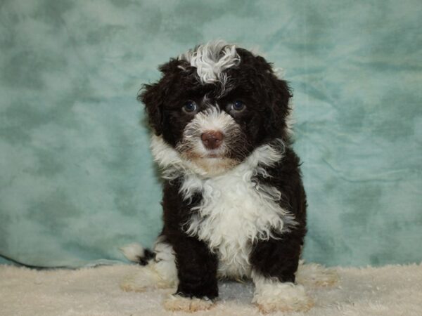 Havanese-DOG-Male-Chocolate / White-20467-Petland Rome, Georgia