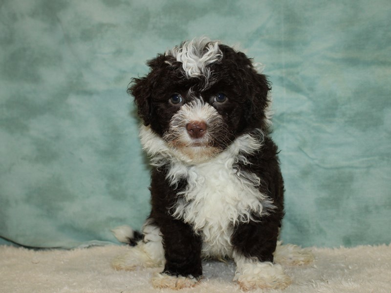 Havanese-Male-Chocolate / White-3768172-Petland Rome