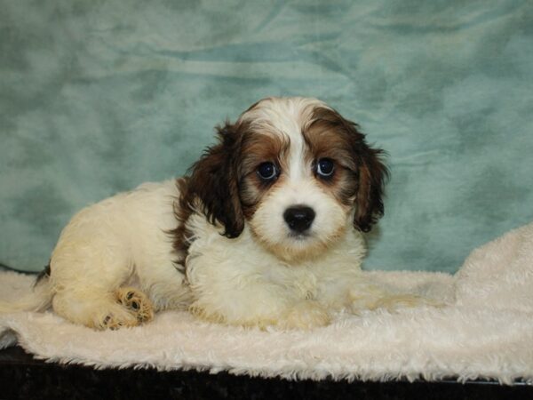 Cavachon-DOG-Male-Tri-Colored-20465-Petland Rome, Georgia