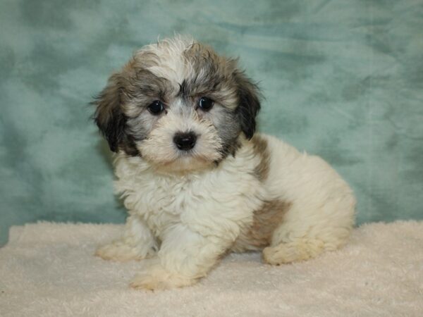 Teddy Bear Dog Male Tri-Colored 20464 Petland Rome, Georgia