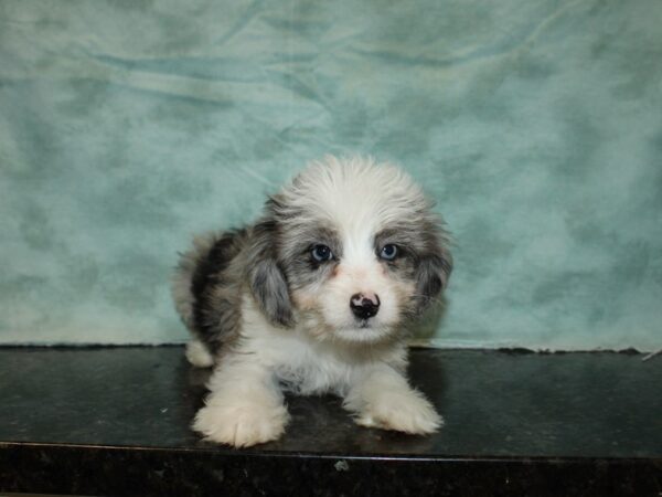 Aussiepoo DOG Male Blue Merle 9484 Petland Rome, Georgia