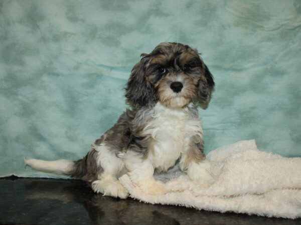 Cavapoo DOG Male Blue Merle 9494 Petland Rome, Georgia