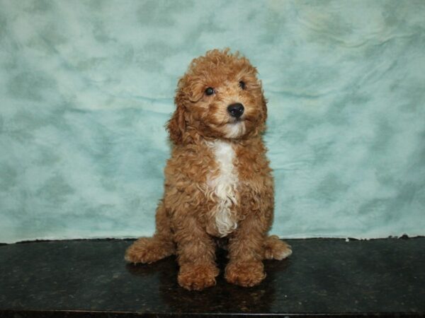 Poodle-DOG-Male-Red-9489-Petland Rome, Georgia