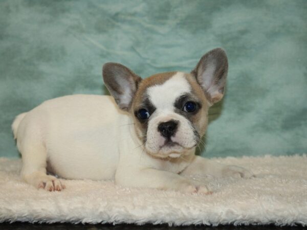 French Bulldog DOG Female Fawn & white 9497 Petland Rome, Georgia