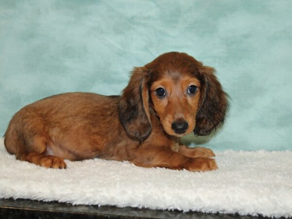 Dachshund DOG Male sable 20478 Petland Rome, Georgia