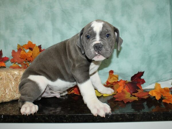 Olde English Bulldog DOG Male Blue / White 9508 Petland Rome, Georgia