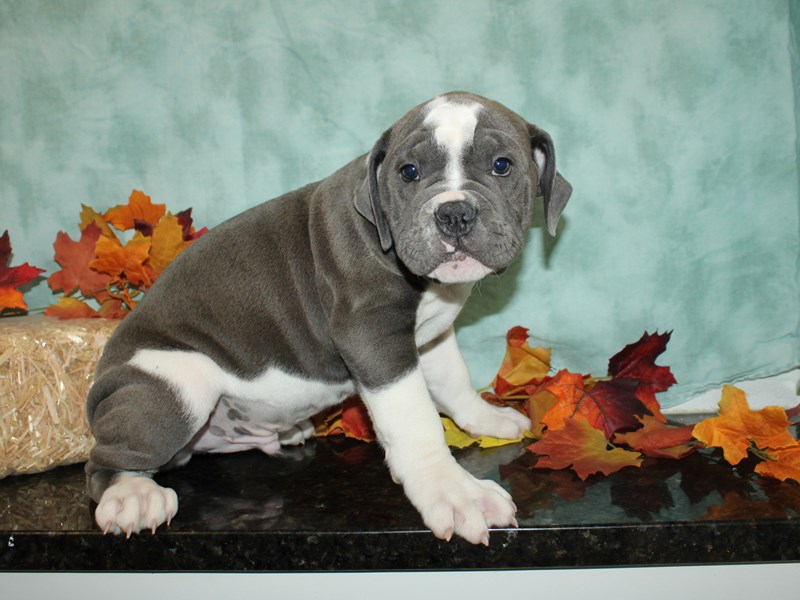 Olde English Bulldog-Male-Blue / White-3779139-Petland Rome