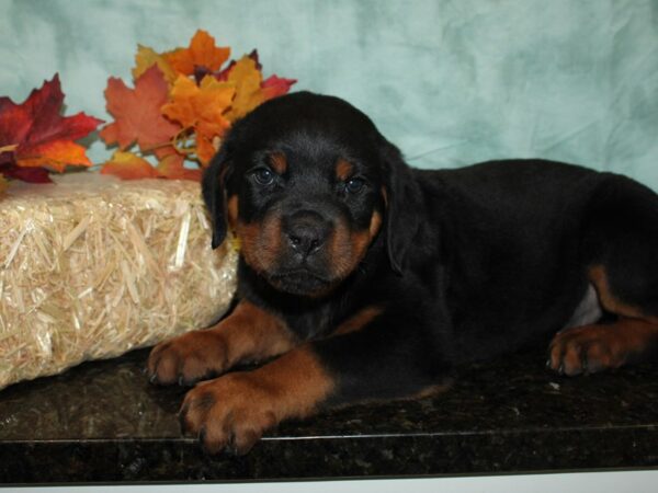 Rottweiler Dog Female Black / Tan 9506 Petland Rome, Georgia