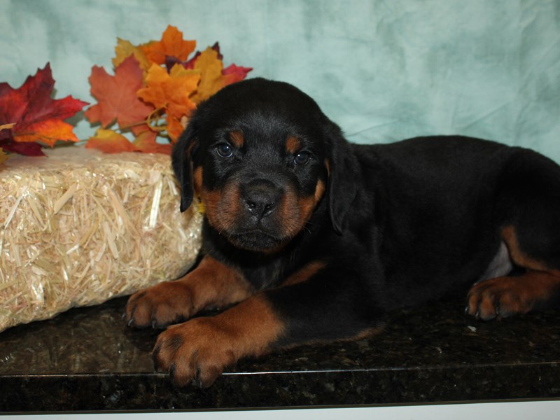Rottweiler-Female-Black / Tan-3779168-Petland Rome