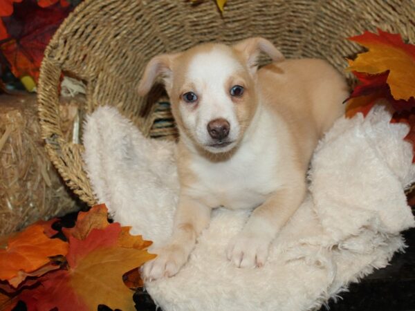 Chiweenie DOG Male Cream & White 9503 Petland Rome, Georgia