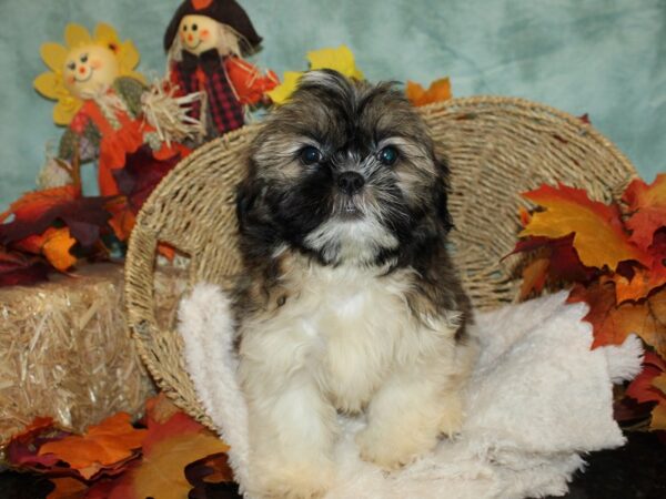 Shih Tzu Dog Male Sable / White 20490 Petland Rome, Georgia