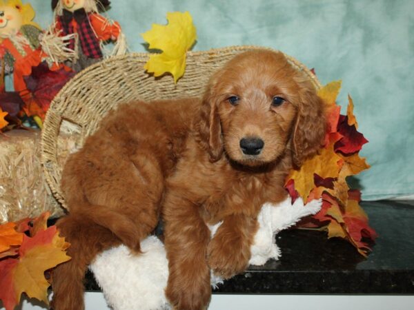 Goldendoodle Dog Female red 9530 Petland Rome, Georgia