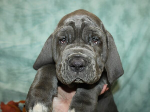 Neapolitan Mastiff Dog Female Blue 9539 Petland Rome, Georgia