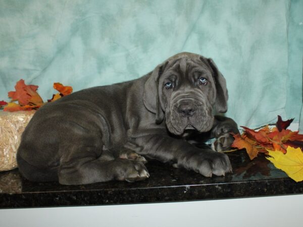 Neapolitan Mastiff DOG Male Blue 20486 Petland Rome, Georgia