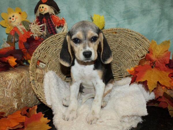 Beagle DOG Female blk and tan 20485 Petland Rome, Georgia