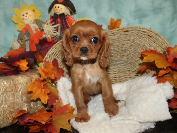 Cavalier King Charles Spaniel DOG Female Ruby 20482 Petland Rome, Georgia