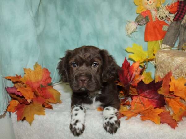 Hippo Mini DOG Female Chocolate 20498 Petland Rome, Georgia