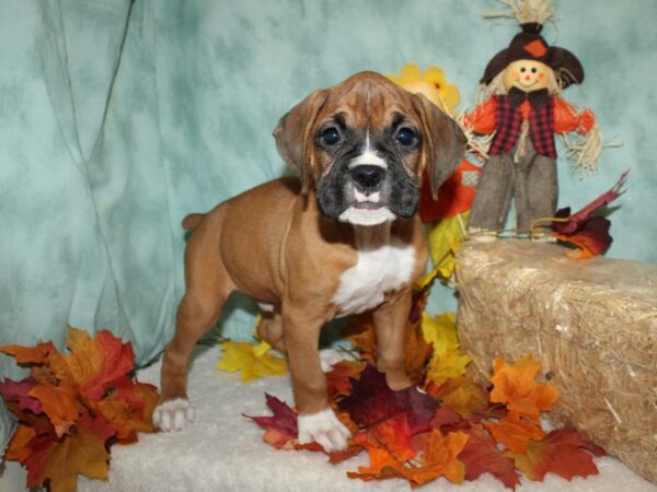 Boxer Dog Male Fawn 20500 Petland Rome, Georgia