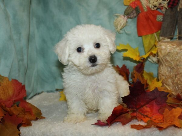 Bichon Frise-DOG-Female-White-20499-Petland Rome, Georgia