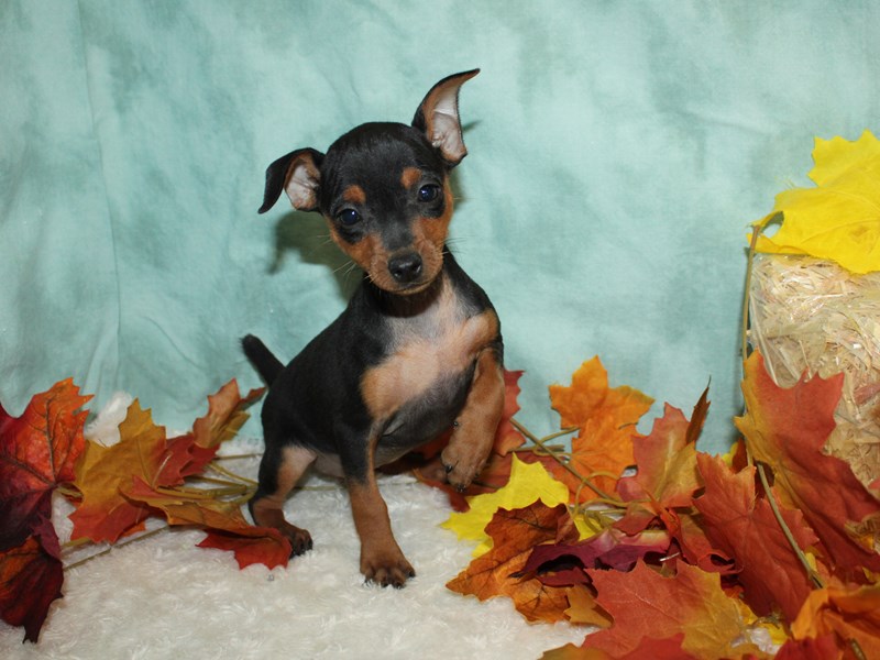 Miniature Pinscher-Female-Black / Tan-3788012-Petland Rome