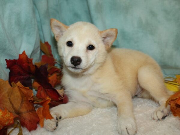 Shiba Inu Dog Female Cream 20504 Petland Rome, Georgia