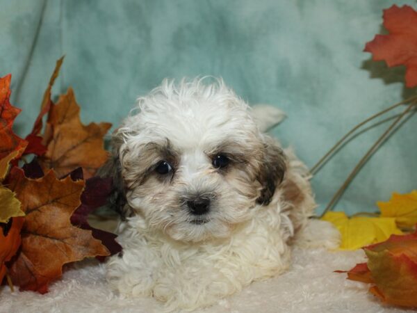 Teddy Bear Dog Female Brown / White 9529 Petland Rome, Georgia