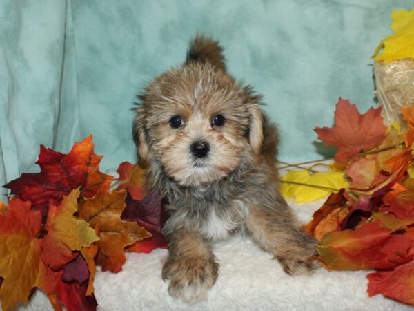 Shorkie Dog Male Red Brindle 20496 Petland Rome, Georgia